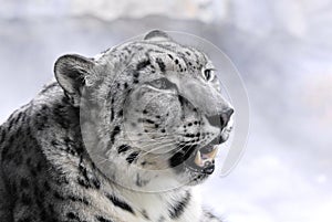 Leopardo delle nevi photo