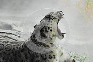 Leopardo delle nevi photo