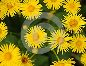 Leopards bane background