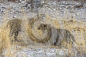 Leopards in the dry grass of Etosha Park