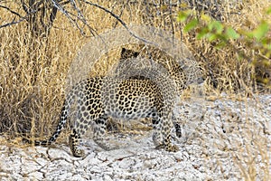 Leopards in the dry grass of Etosha Park