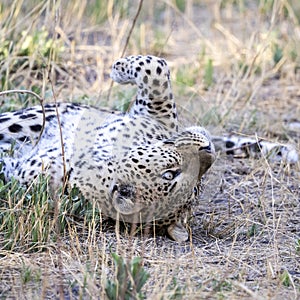 Leopards laying on back in Botswana, Africa