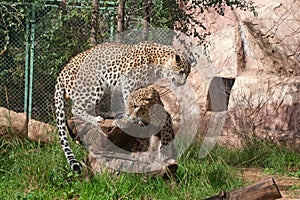 Leopards mate