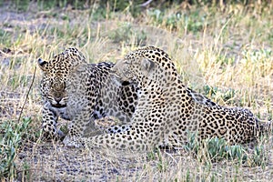 Leopards mating in Botswana, Africa