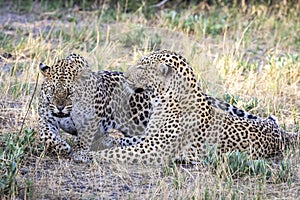 Leopards mating in Botswana, Africa
