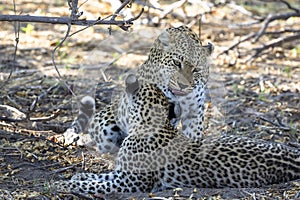 Leopards mating in Botswana, Africa