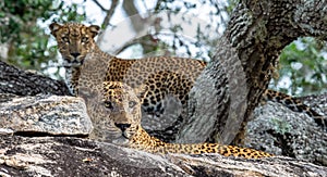 Leopards on a rock. The Female and male of Sri Lankan leopard Panthera pardus kotiya.