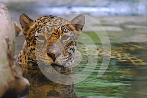 Leopards soak in water and look at the camera