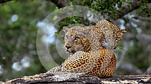 Leopards on a stone. Sri Lankan leopard Panthera pardus kotiya