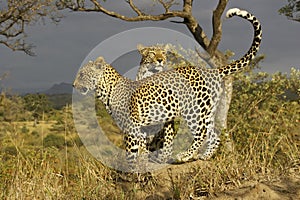 Leopards on a termite hill