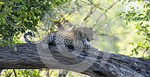 Leopards on a tree trunk in Botswana, Africa