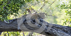 Leopards on a tree trunk in Botswana, Africa