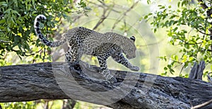 Leopards on a tree trunk in Botswana, Africa