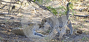 Leopards welcoming each other in Botswana, Africa