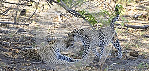 Leopards welcoming each other in Botswana, Africa