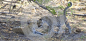 Leopards welcoming each other in Botswana, Africa