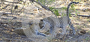 Leopards welcoming each other in Botswana, Africa