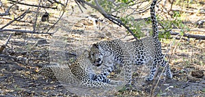 Leopards welcoming each other in Botswana, Africa