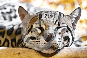 Leopardus pardalis. Ocelot.  Close-up portrait.