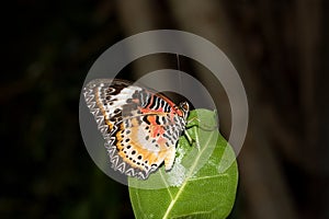 A leopold net falter sitting on a green leaf photo