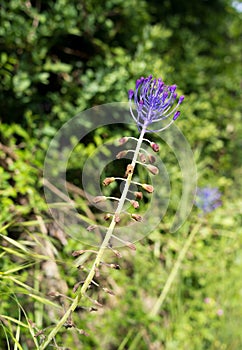 Leopoldia comosa aka Muscari comosum - tassel hyacinth