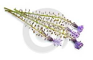 Leopoldia comosa or Muscari comosum, tassel hyacinth or tassel grape hyacinth, grape hyacinths. Isolated