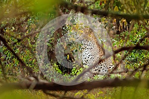 Leoprad hidden in green vegetation. Leopard from Sri Lanka, Panthera pardus kotiya, big spotted cat lying on the tree in the