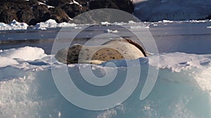 Leoprd Seal on Iceberg, Sailing shot