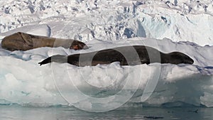 Leoprd Seals sleeping on Iceberg