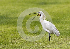 Lepelaar, Eurasian Spoonbill, Platalea leucorodia