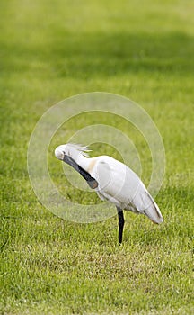 Lepelaar, Eurasian Spoonbill, Platalea leucorodia