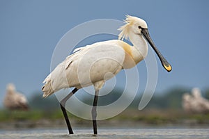 Lepelaar, Eurasian Spoonbill, Platalea leucorodia