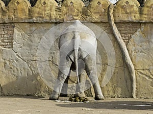 Lephant from behind