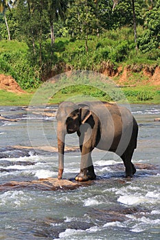 Ãâ¢lephant in the river