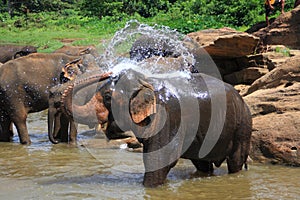 Ãâ¢lephant in the river