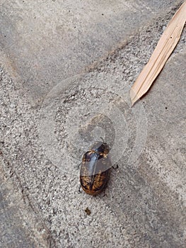 Lepidiota stigma, phyllopoga postancensis or ampal photo