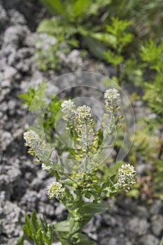 Lepidium campestre in bloom