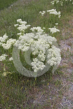 Lepidium draba in bloom