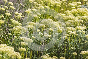 Lepidium draba growing in the spring in the field