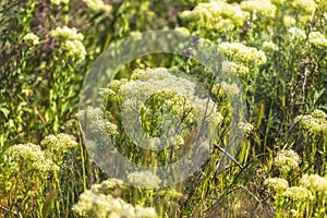 Lepidium draba growing in the spring in the field