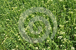 Lepidium draba grows in the wild