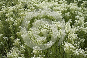 Lepidium draba plant in bloom