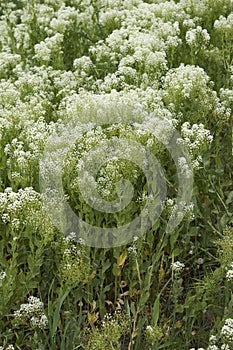 Lepidium draba plant in bloom