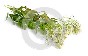 Lepidium draba, the whitetop or hoary cress, or Thanet cress. Isolated on white