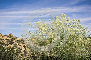 Lepidium fremontii desert pepperweed blooming in Joshua Tree National Park, California