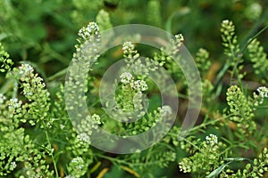 Lepidium virginicum Virginia pepperweed