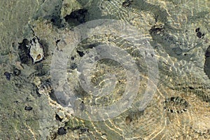 lepidochitona animal from the egypt beach