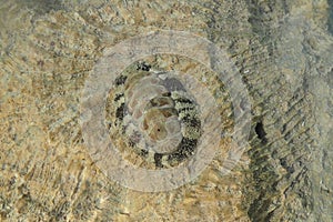 lepidochitona animal from the egypt beach