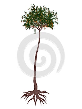 Lepidodendron aculeatum prehistoric tree - 3D render