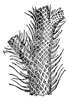 Lepidodendron, vintage engraving